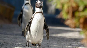 Ньют Гингрич подвергся нападению пингвина в зоопарке