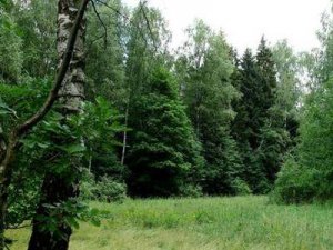 Чиновники из Ульяновской области понизили плату за аренду лесных федеральных участков