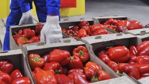 Овощи из Приднестровья будут экспортированы в Россию и Израиль