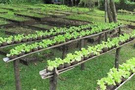 Органическое выращивание и садоводство